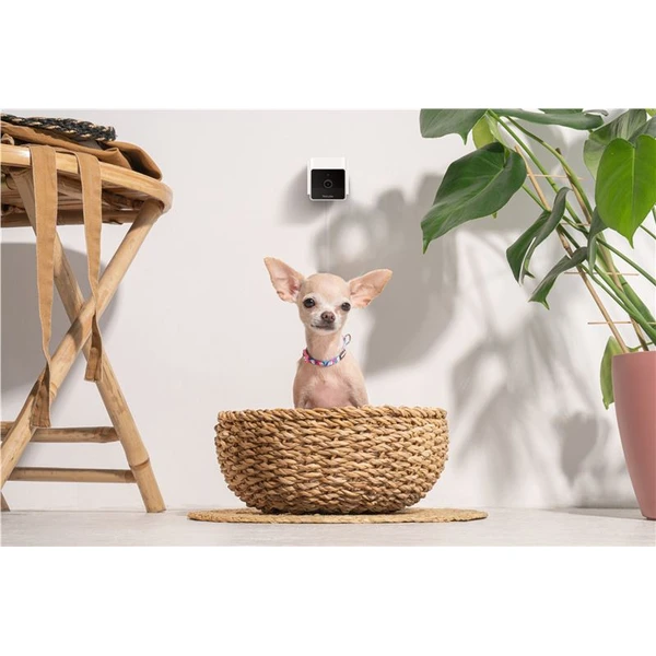 PetCube Cam bezpečnostní kamera - Kamery - Obrázek L5T5000J01