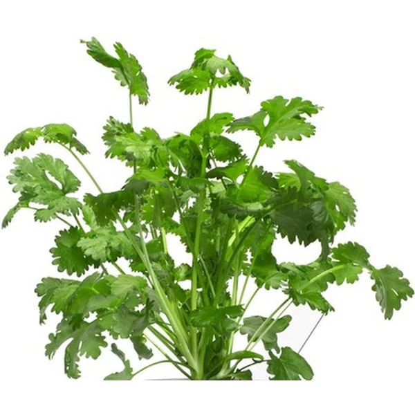 Click and Grow koriandr kapsle se semínky a substrátem 3ks - Sazenice - Obrázek UOYR000401