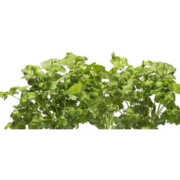 Click and Grow koriandr kapsle se semínky a substrátem 3ks - Sazenice - Obrázek VOYR000401