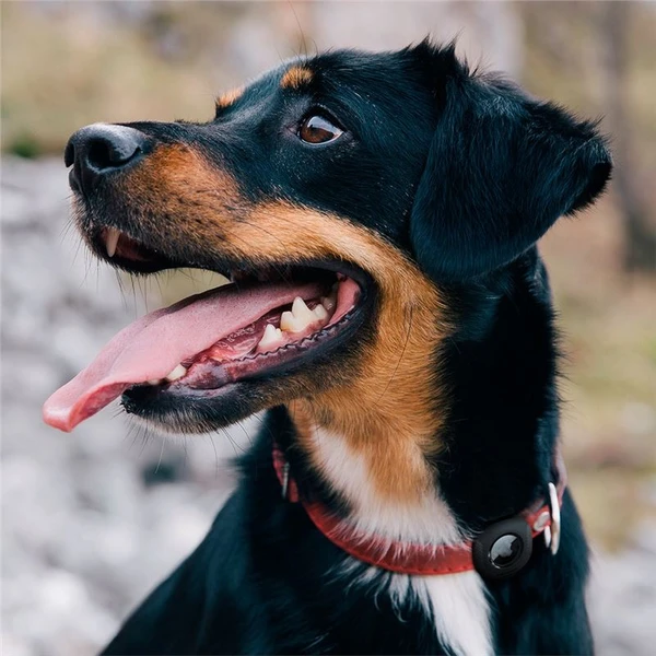 Spigen Pet Collar kryt na obojek pro Apple AirTag černý - Pouzdra - Obrázek W6L2000701