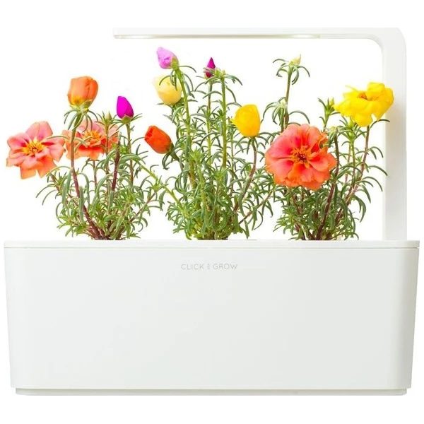 Click and Grow Šrucha velkokvětá, kapsle se semínky a substrátem 3ks - Sazenice - Obrázek d_00aeeb04774f409aa1330a09778275cd