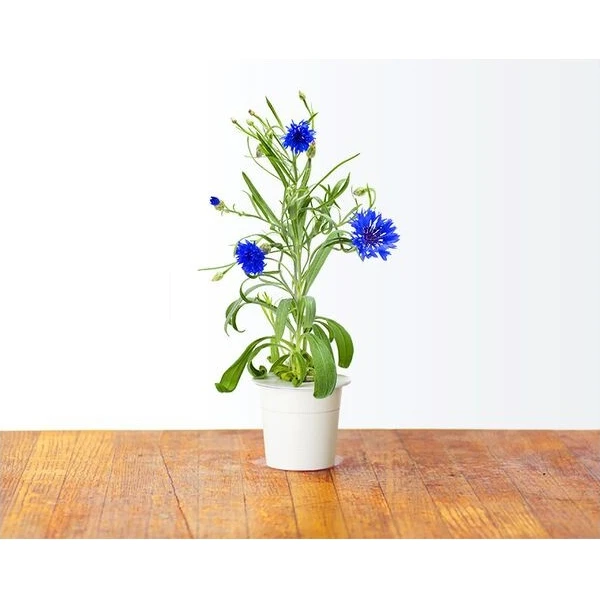 Click and Grow Chrpa modrá, kapsle se semínky a substrátem 3ks - Sazenice - Obrázek d_0de5f719ba1c4384baafd33d2a440d53
