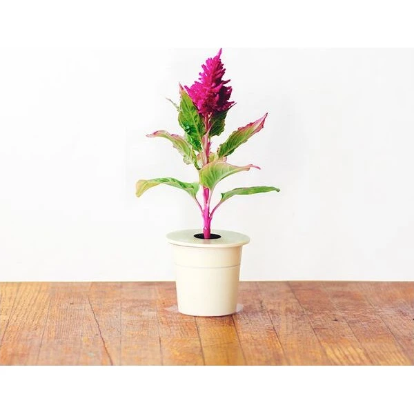 Click and Grow Nevadlec (celosia), kapsle se semínky a substrátem 3ks - Sazenice - Obrázek d_1e01b313b47243a5a1f5ed9ad4fcb609