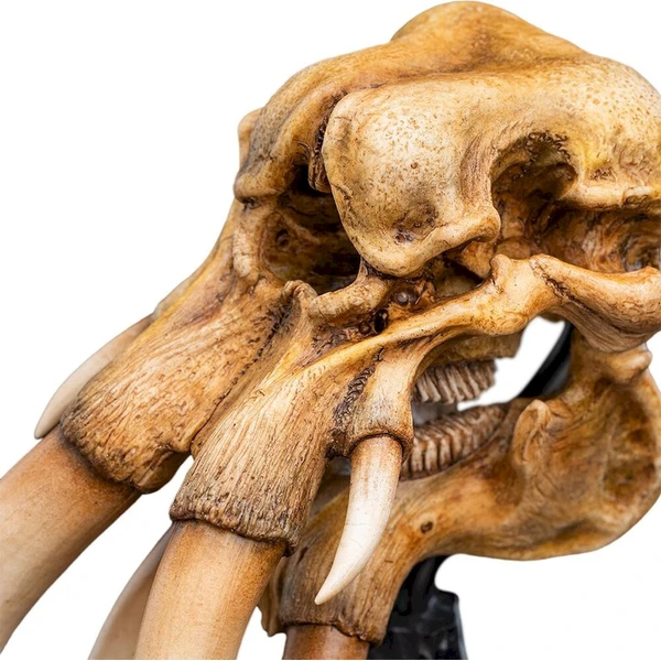 Soška The Lord of the Rings: Miniature Skull of a Mumak - Sochy a sošky - Obrázek d_5bbd1ccd71ca43439b1c57f26f51ca2f