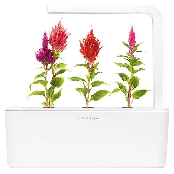Click and Grow Nevadlec (celosia), kapsle se semínky a substrátem 3ks - Sazenice - Obrázek d_6f2d7244b6134deaa2b630ba916e2f01