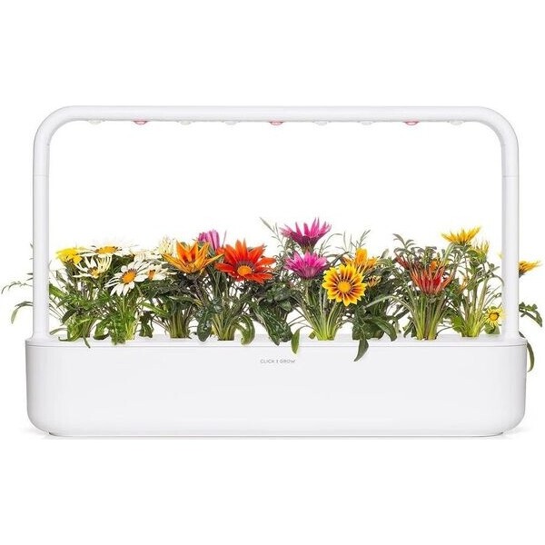Click and Grow Gazánie, kapsle se semínky a substrátem 3ks - Sazenice - Obrázek d_7e4f40de2779454394445b7ee1193669