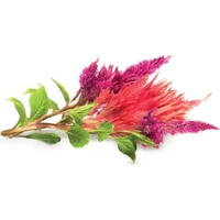 Click and Grow Nevadlec (celosia), kapsle se semínky a substrátem 3ks - Sazenice