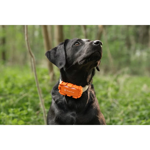 Tractive DOG 6 XL Adventure Edition lokátor pro psy oranžový - GPS moduly - Obrázek d_ac1a2baa1056423a803092ae9fcc831d