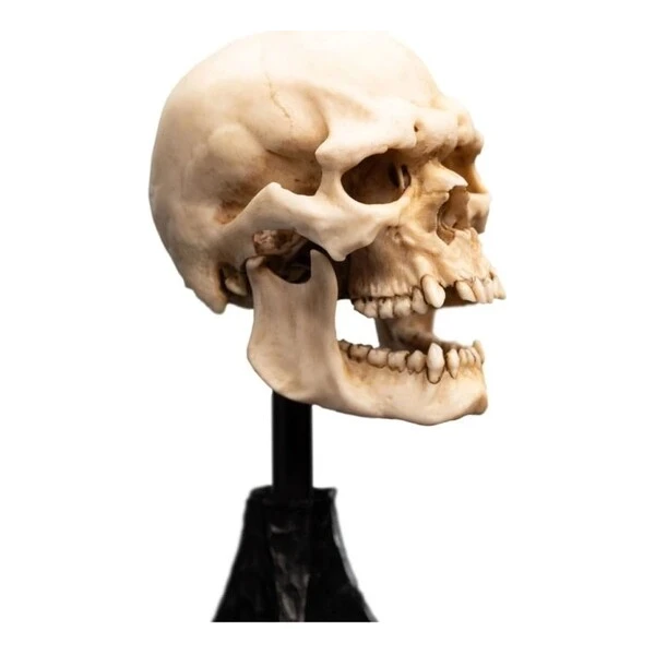 Soška Weta Workshop Pán Prstenů - lebka skřeta z Mordoru 15 cm - Sochy a sošky - Obrázek d_b0d475032d1f4e929d24f5023a5f09a0