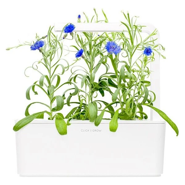 Click and Grow Chrpa modrá, kapsle se semínky a substrátem 3ks - Sazenice - Obrázek d_b4d8f3f84dfc49ad8fb08a16c2ed66c7