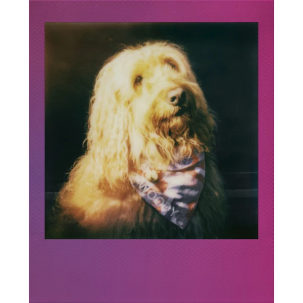 Polaroid Go Color Film Gradient Frame (Double Pack) - Filmy pro instantní fotoaparáty - Obrázek d_b5f90ae6db9e4d3eb1523c378df7f526