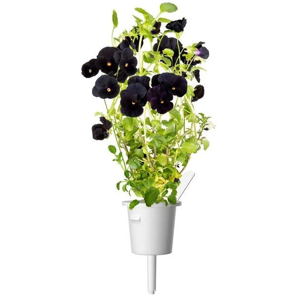 Click and Grow Černá maceška, kapsle se semínky a substrátem 3ks - Sazenice - Obrázek d_d53067dad911479fbcb71c34d2d82239